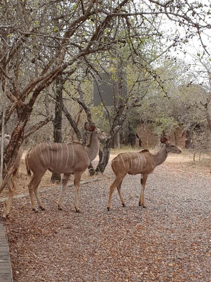 Luvivane Luxury Villa & Cottage Marloth Park Exterior foto